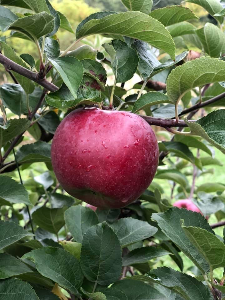 A Perfect Fall Day Not A Shopaholic